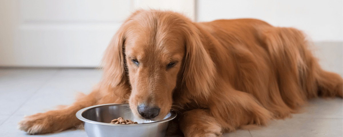 Cane che mangia cibo Reico