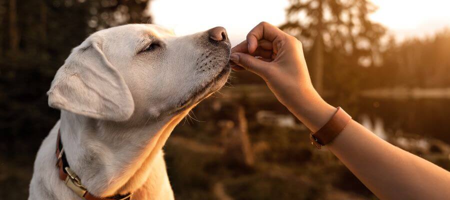 Reico Vital pes s přírodním krmivem
